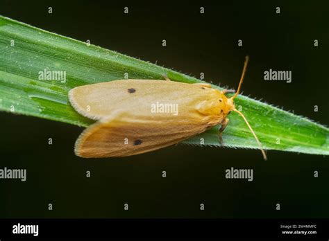 close shot of the rice yellow stem borer moth Stock Photo - Alamy