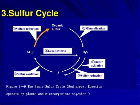 [DIAGRAM] Diagram Of The Sulfur Cycle - MYDIAGRAM.ONLINE