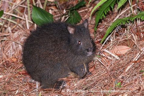 Amami rabbit | Okinawa Nature Photography