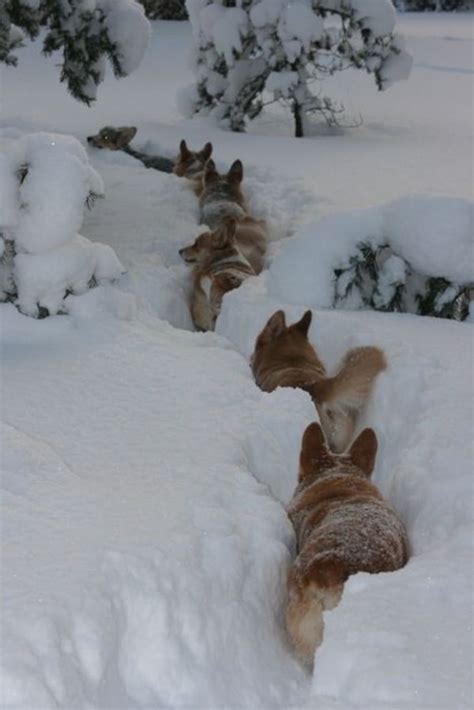 60 Beautiful Pictures of Animal in the Snow