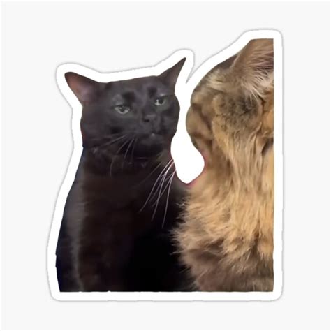 "Black Cat zoning out " Sticker for Sale by DesignSeed Store | Redbubble