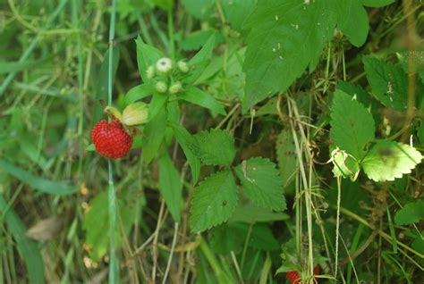 Wild Strawberry Free Stock Photo - Public Domain Pictures