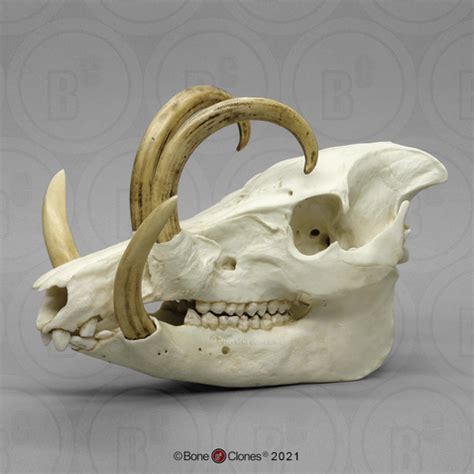 Babirusa Skull - Bone Clones - Osteological Reproductions