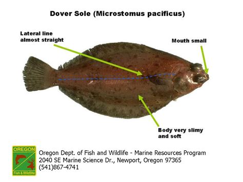 ODFW Finfish Species - Flatfish