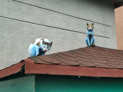 Made with mischief? Blue 'smurf cats' spotted in Istanbul | Daily Sabah