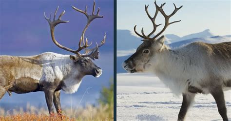 Caribou vs Reindeer Comparison (is there a difference?) - World Deer