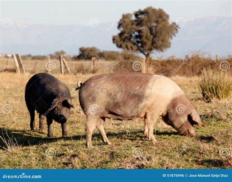 810 Iberian Pig Farm Spain Stock Photos - Free & Royalty-Free Stock ...