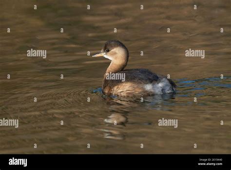 Little grebe-Tachybaptus ruficollis in winter plumage Stock Photo - Alamy