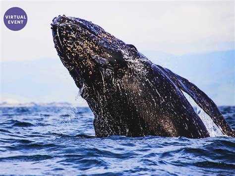 NightLife: NightSchool: The Great Gray Whale Migration - California ...