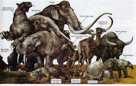 21.JPG (1600×1011) | Prehistoric animals, Megafauna, Prehistoric