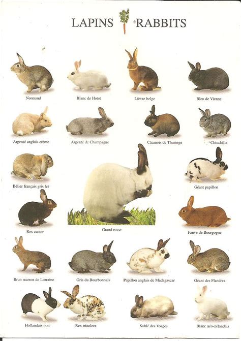 Rabbit Breeds Chart