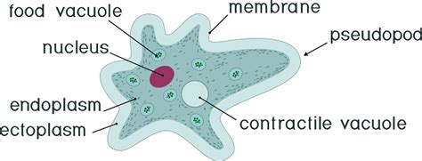 Amoeba Proteus With Nucleus Contractile Vacuole Other Organelles And ...