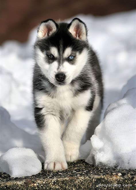 Wallpaper Backgrounds: Siberian Husky - Dog breeds