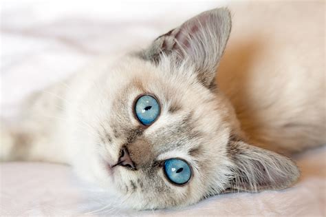 Beautiful Cats With Blue Eyes That Are Truly Captivating