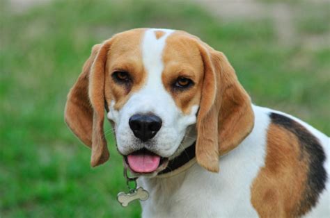 Why Do Beagles Snort? – Modern Beagle