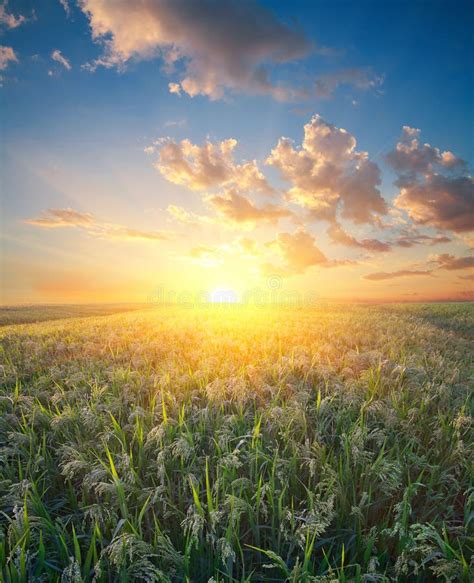 Millet field sorghum stock image. Image of cloudy, cultivated - 89792301