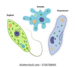 Unicellular Bacteria