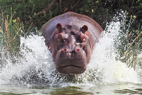 Hippopotamus Wallpaper (60+ images)