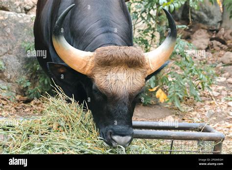 Gaur (Bos gaurus readei, B.g.laosiensis) graze along the wild edge ...