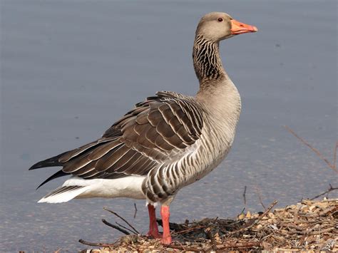 Geese Breeds - Facts, Types, and Pictures