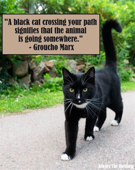 Black Cat Quotes - The Best Quotes to Celebrate Black Cats