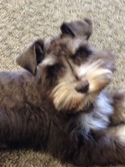 Olive the liver and tan Schnauzer | Mini schnauzer puppies, Schnauzer ...