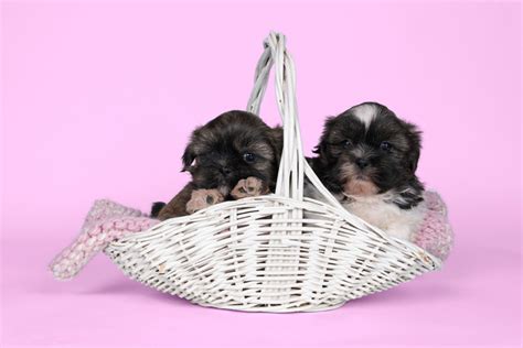 Buying a Teacup Shih Tzu: What to Know Before Getting One