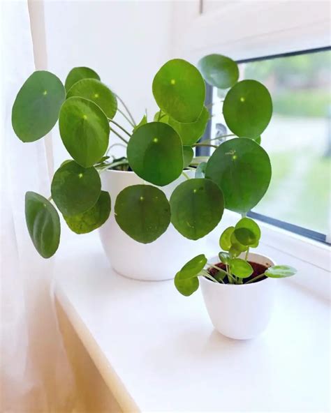 Chinese Money Plant (Pilea peperomioides) Care - How to Take Care ...