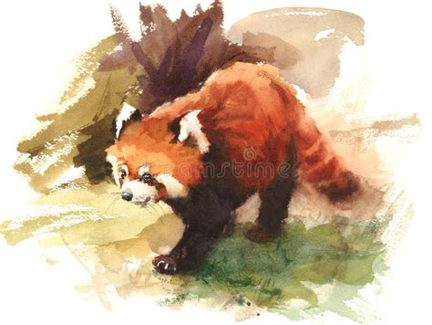 Watercolor Red Panda Sleeping on the Branch Hand Drawn Animal ...