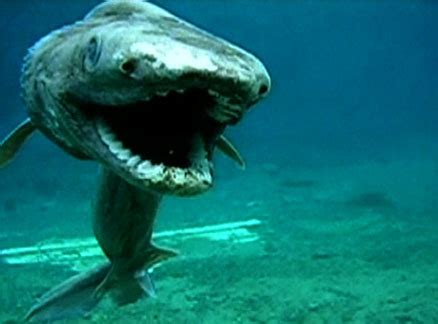 Top 5 Rarest Marine Deep Sea Creatures | Marine Sea Creatures