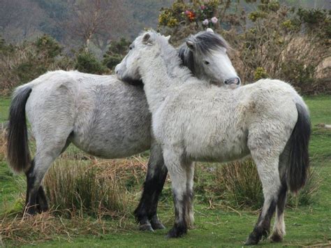 Of Course the Environment Matters- keeping the ridden horse barefoot ...