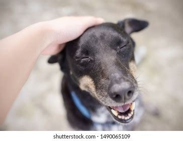 61,383 Loyal Dog Stock Photos, Images & Photography | Shutterstock