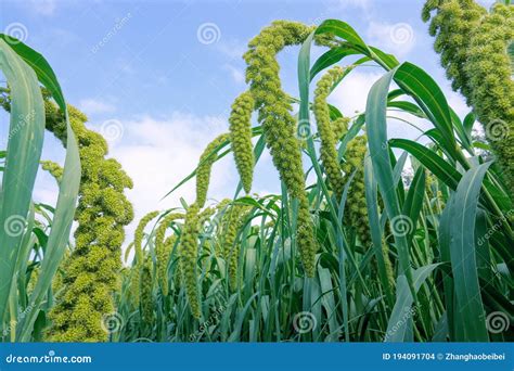 Millet field stock photo. Image of farm, farming, fruit - 194091704