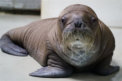 SeaWorld Orlando Proudly Welcomes Whiskered Baby Walrus