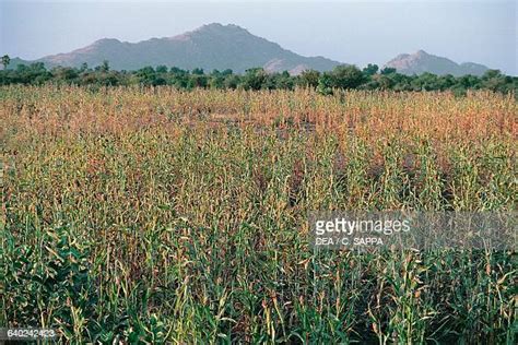 Millet Field Photos and Premium High Res Pictures - Getty Images