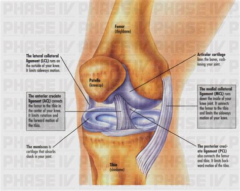 CONDITIONS OF THE KNEE