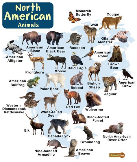 North American Animals – Facts, List, Pictures