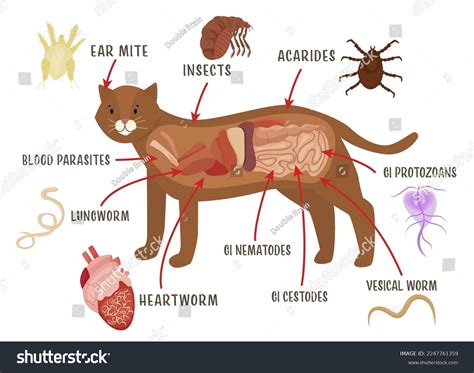 Parasitic Worms In Cats