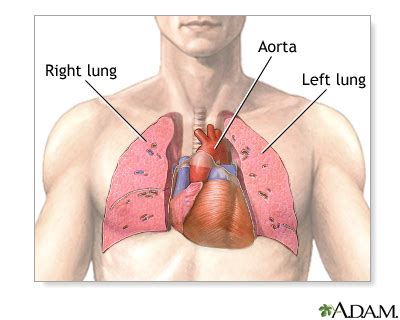 Heart And Lungs Anatomy - Anatomical Charts & Posters