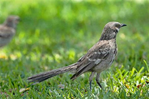 Fun Long-tailed Mockingbird Facts For Kids | Kidadl