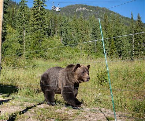 Banff Wildlife Tours - Banff National Park | Discover Banff Tours