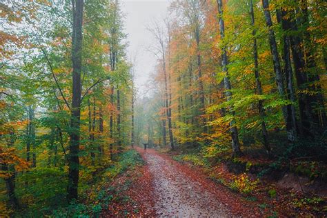 Caspian Hyrcanian Forests