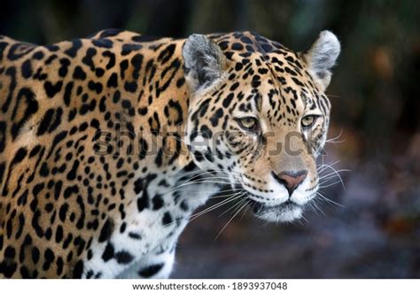 Portrait Jaguar Panthera Onca Natural Habitat Stock Photo 1893937048 ...