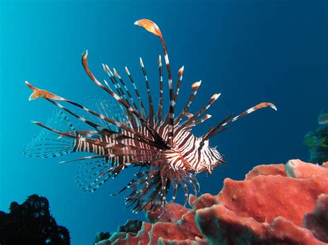 Lionfish Exhibit – East Idaho Aquarium