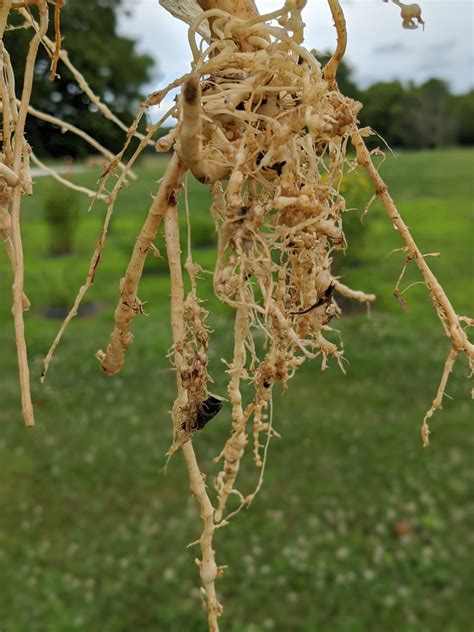 Root-knot Nematode of Watermelon | Purdue University Vegetable Crops ...