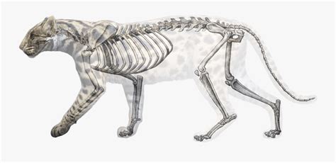 Clip Art Camel Skeleton - Clouded Leopard Anatomy , Free Transparent ...