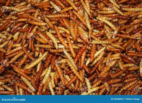 Deep Fried Bugs stock image. Image of delicious, grasshopper - 3545665