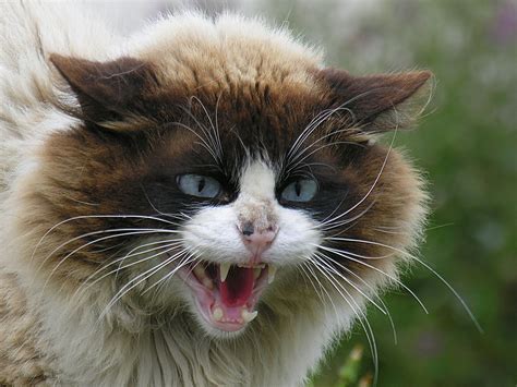 Image - Angry Cat Face Wallpaper.jpg - Dark Souls Wiki