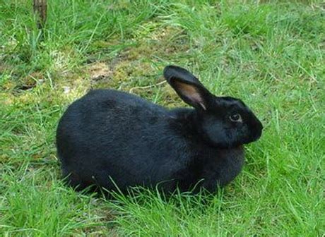 Amami Rabbit | Animal Wildlife