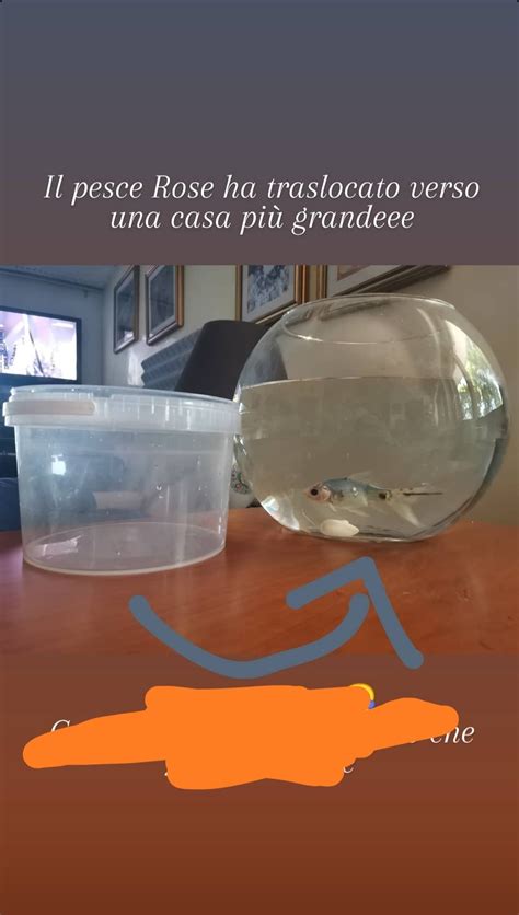 "Rose the fish has moved into a bigger home" : r/shittyaquariums